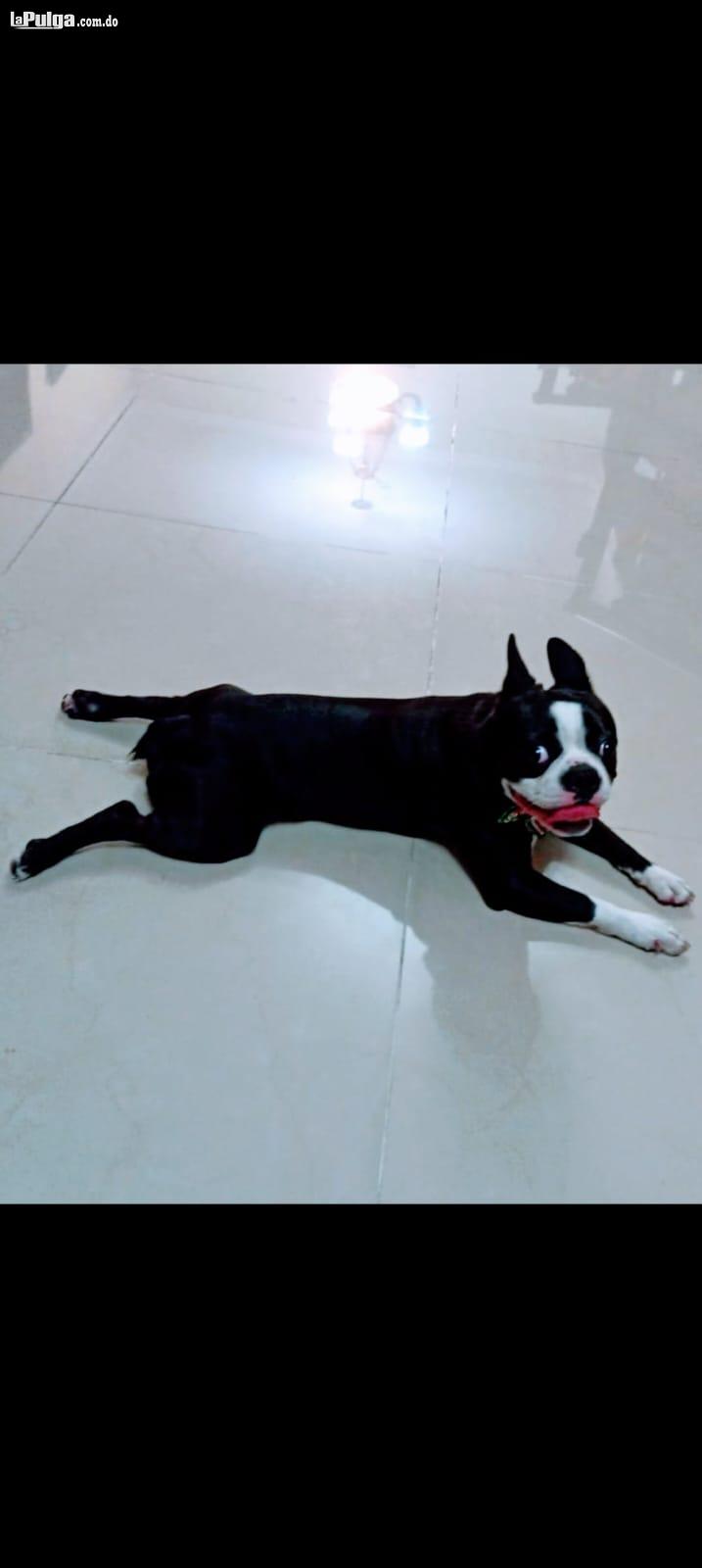 Boston Terrier macho adulto  Foto 7157439-1.jpg