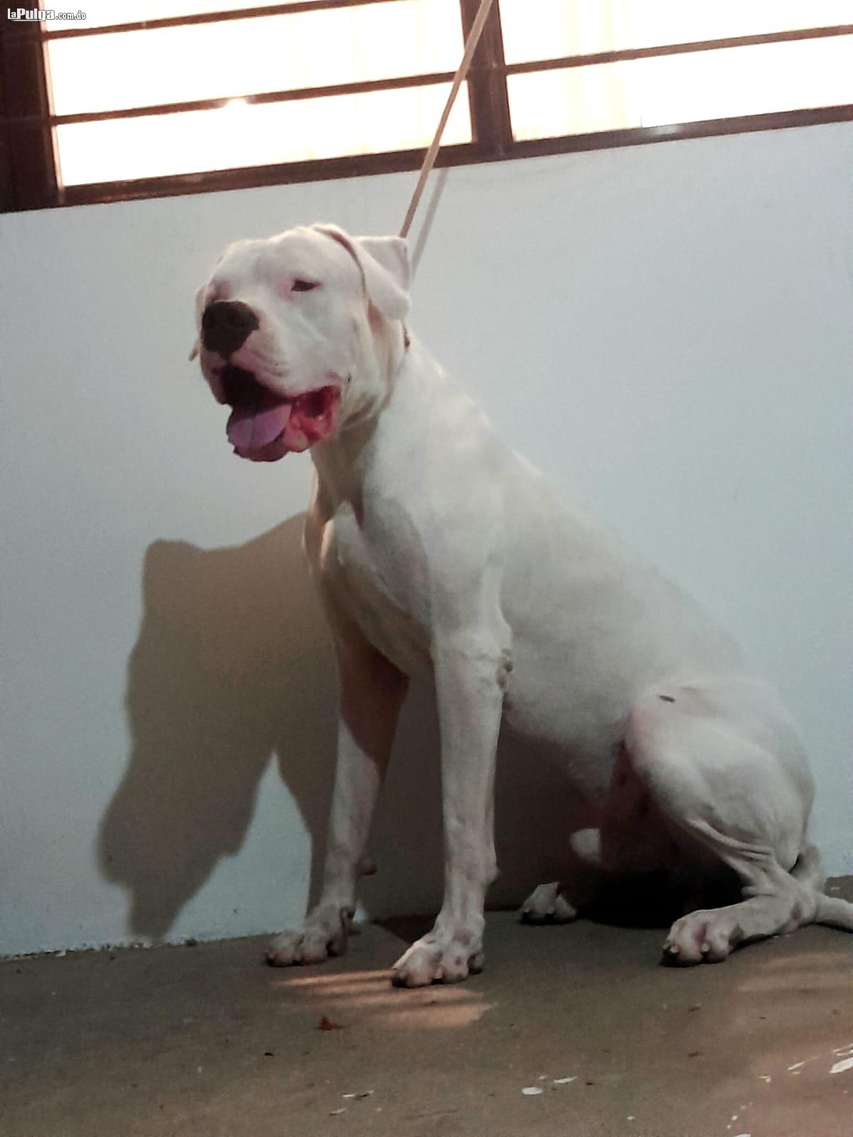 Cachorros Dogo argentino con pedigri  Foto 7158988-2.jpg