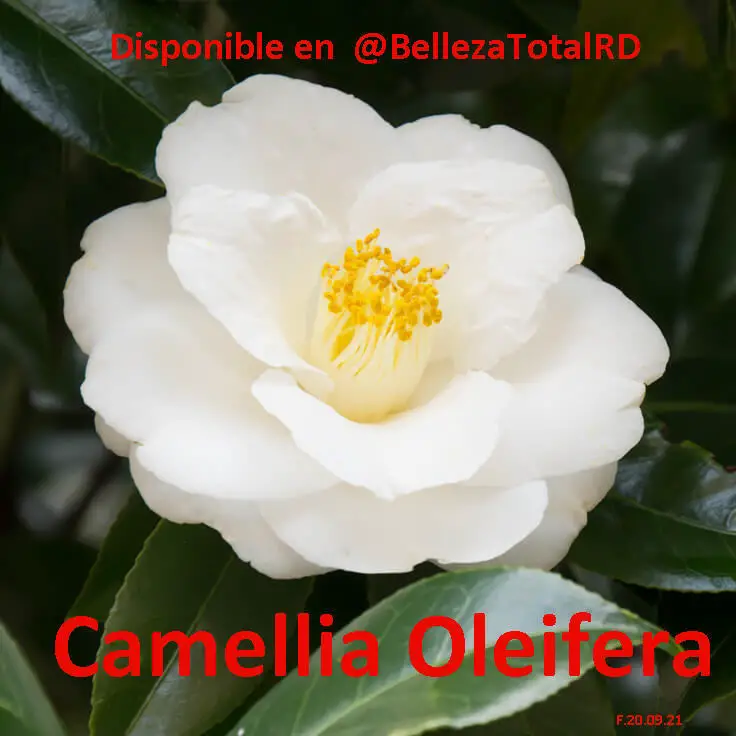 CAMELLIA Camilia sinensis oleifera japonica aceite y flores Foto 7165137-1.jpg