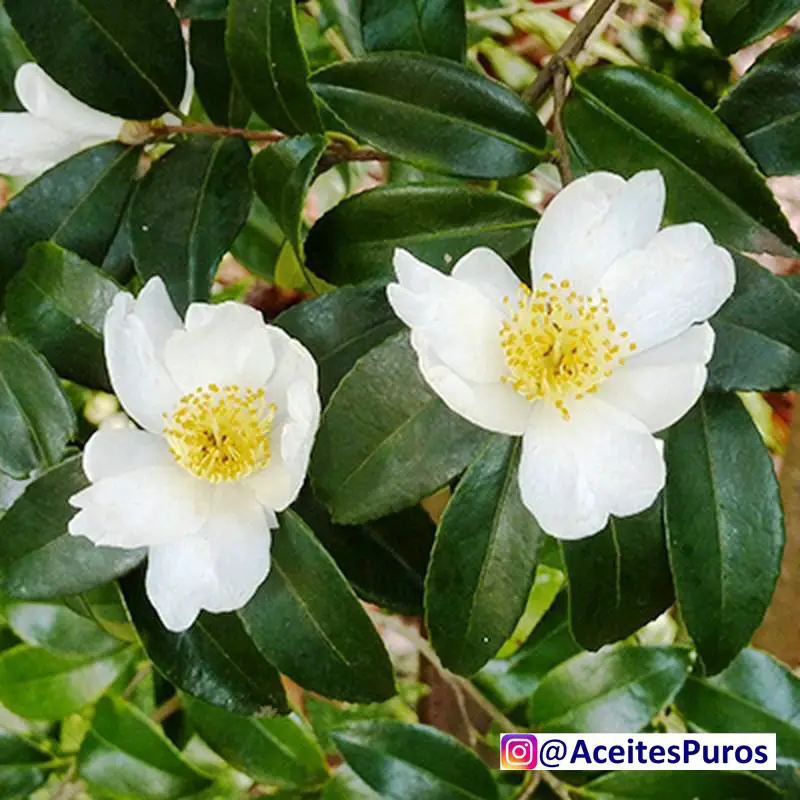 CAMELLIA Camilia sinensis oleifera japonica aceite y flores Foto 7165137-2.jpg