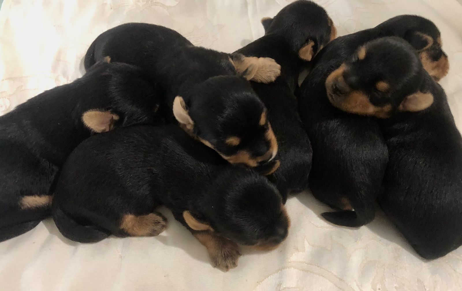 HERMOSOS YORKIES AMBOS SEXOS DISPONIBLES Foto 7189311-2.jpg