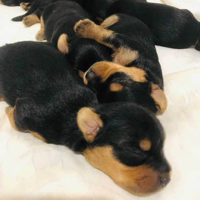 HERMOSOS YORKIES AMBOS SEXOS DISPONIBLES Foto 7189311-5.jpg