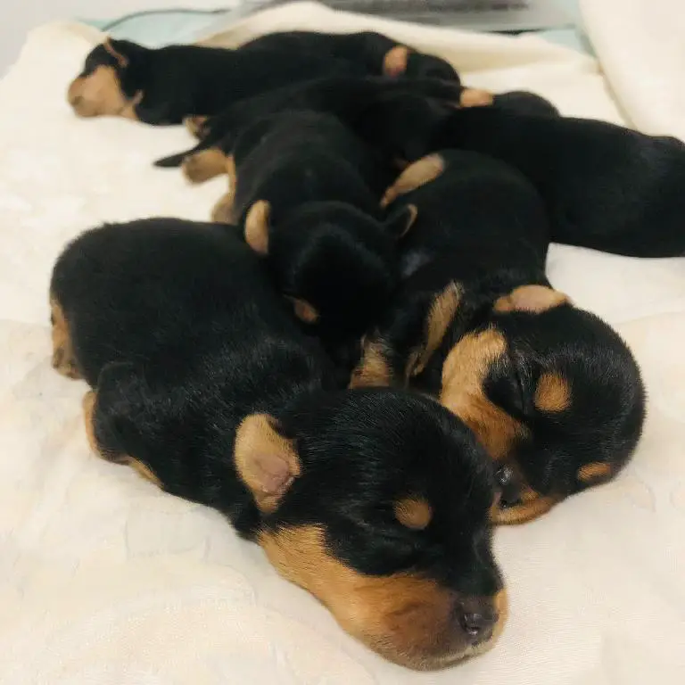 HERMOSOS YORKIES AMBOS SEXOS DISPONIBLES Foto 7189311-6.jpg