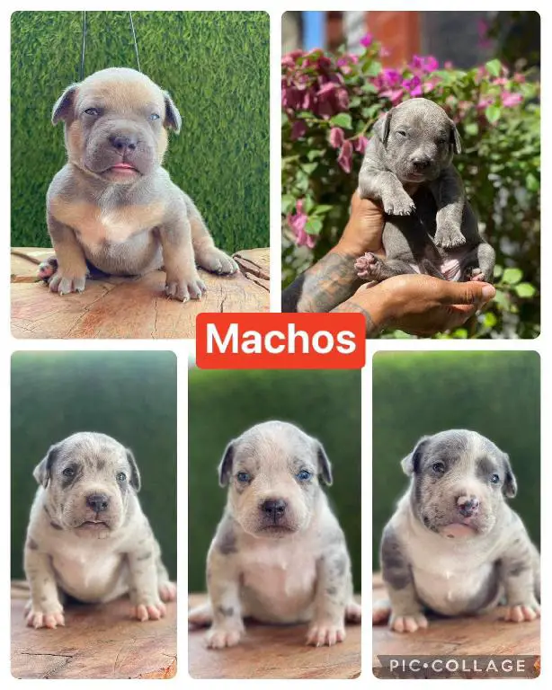 Cachorros American Bully XL Disponibles  Foto 7199197-a2.jpg