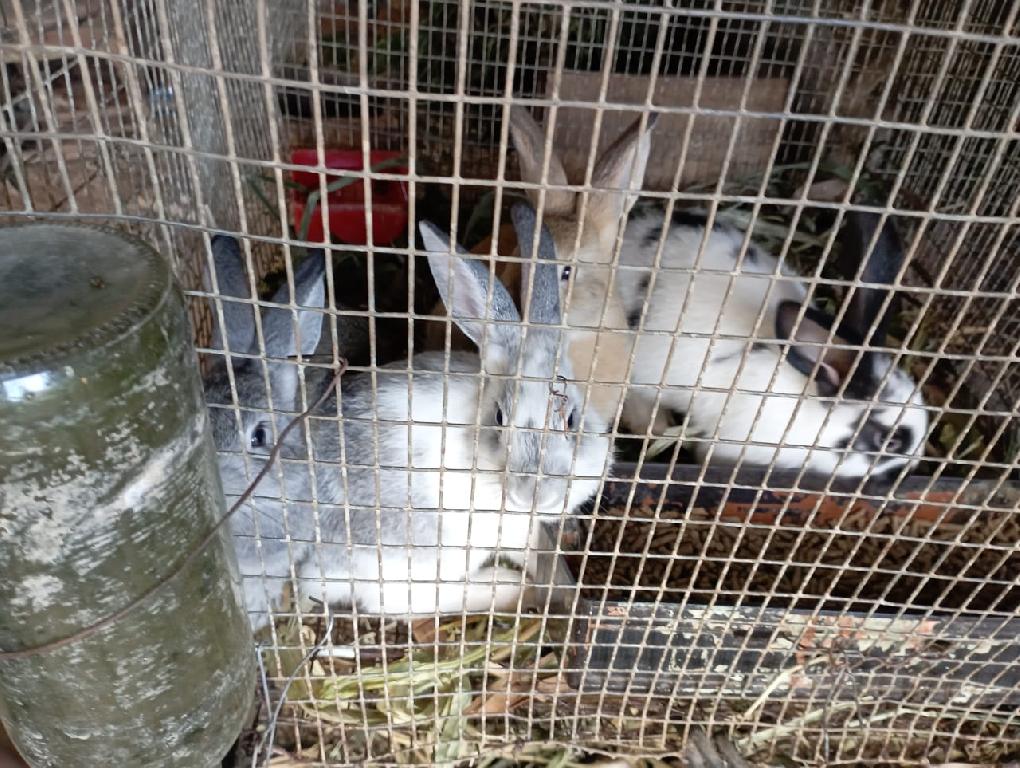 Venta de conejos  en Santo Domingo Este Foto 7209720-3.jpg