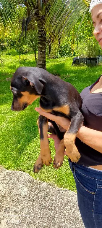 1 Doberman puro   en La Altagracia Foto 7220593-i4.jpg