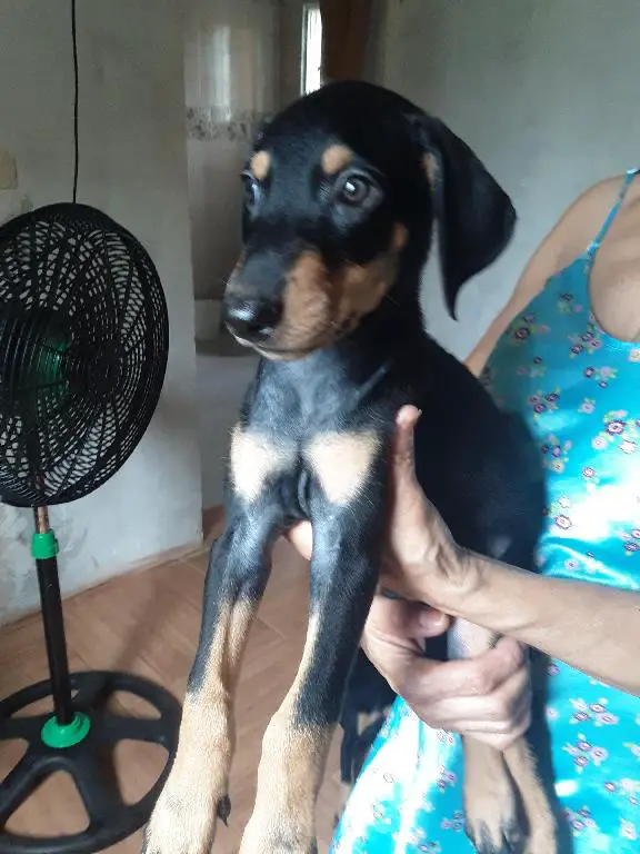 1 Doberman puro   en La Altagracia Foto 7220593-r1.jpg
