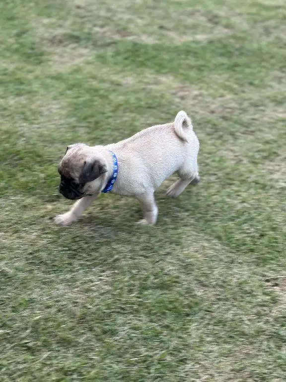 Cachorros Pug en Venta en San Cristóbal Foto 7226639-1.jpg