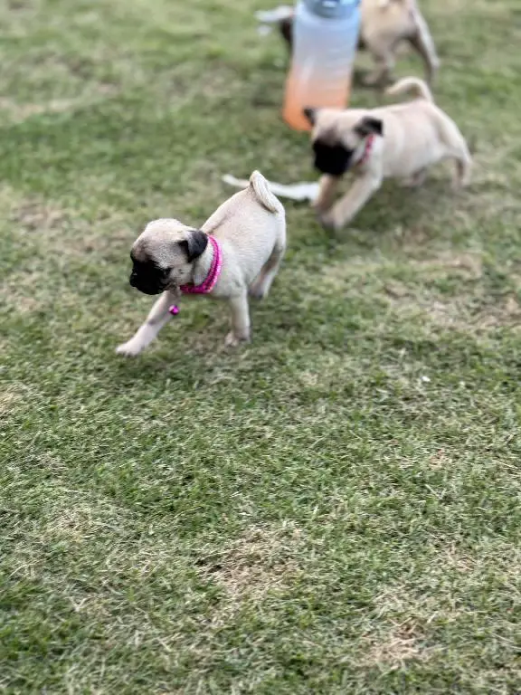 Cachorros Pug en Venta en San Cristóbal Foto 7226639-2.jpg