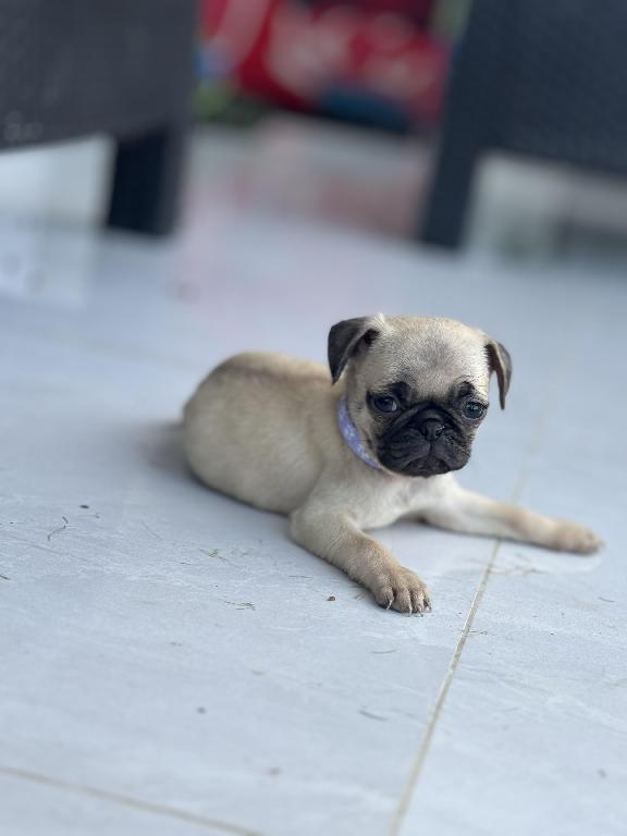 Cachorros Pug en Venta en San Cristóbal Foto 7226639-3.jpg