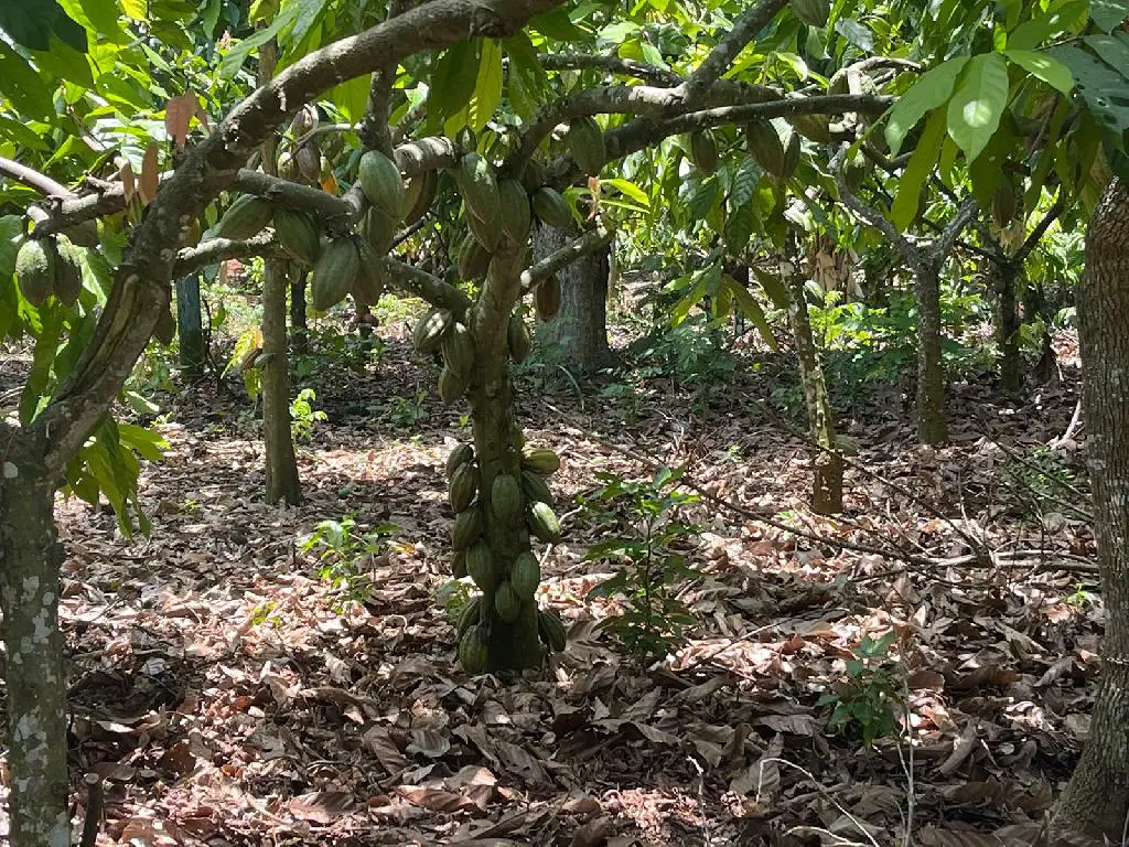 Finca 57 TAREAS en Producción de Cacao   CASA Guanuma Santo Domingo No Foto 7228146-1.jpg