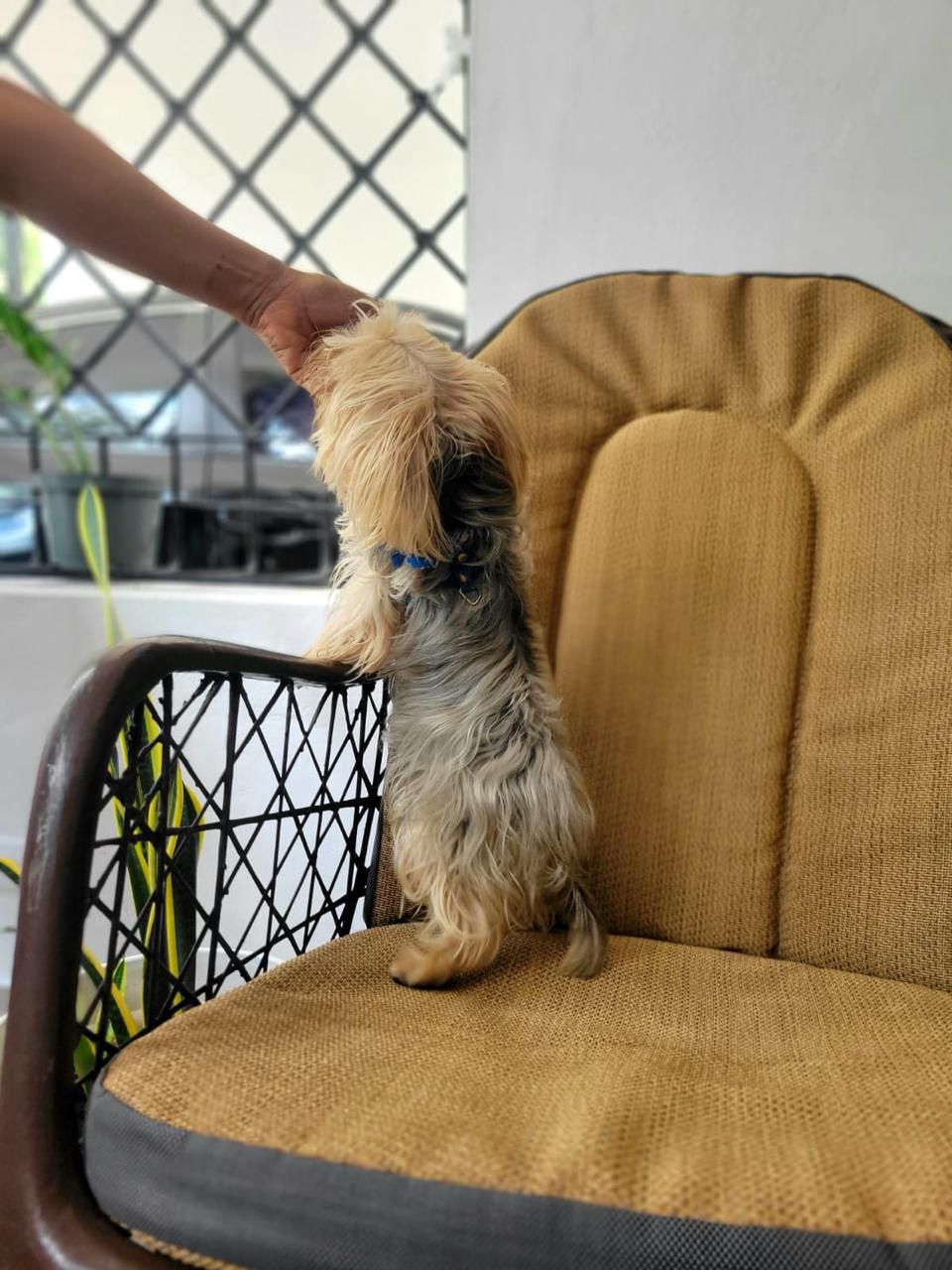Yorkies Puppies Foto 7237319-8.jpg