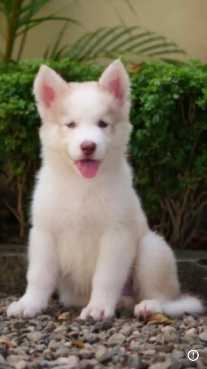 Husky siberiano  Foto 7240418-2.jpg