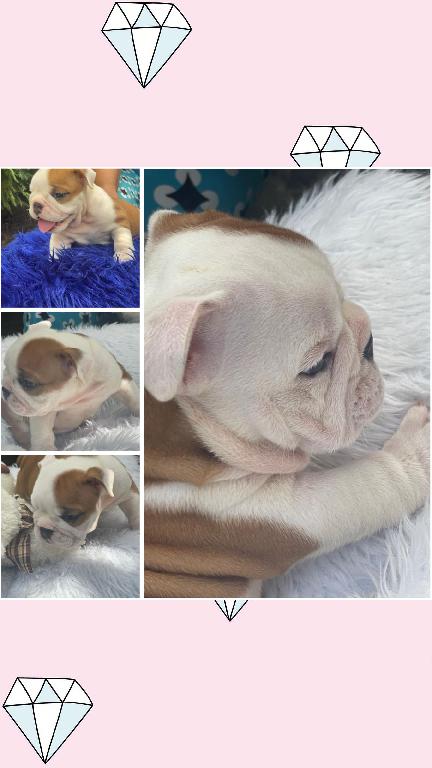 Hermosos cachorros Bulldog Inglés en venta Foto 7240727-4.jpg