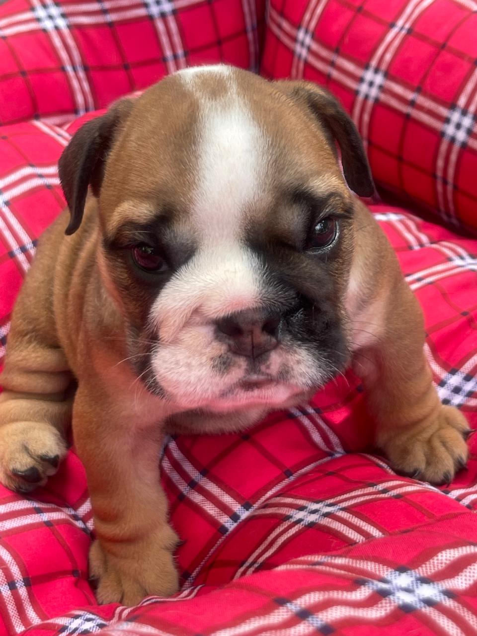 Bulldog Inglés hembra a la venta Foto 7241783-1.jpg