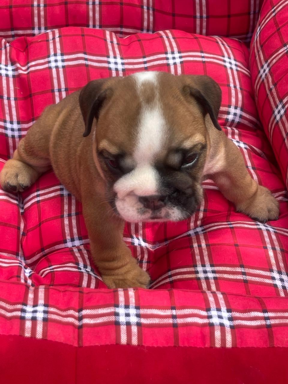 Bulldog Inglés hembra a la venta Foto 7241783-2.jpg