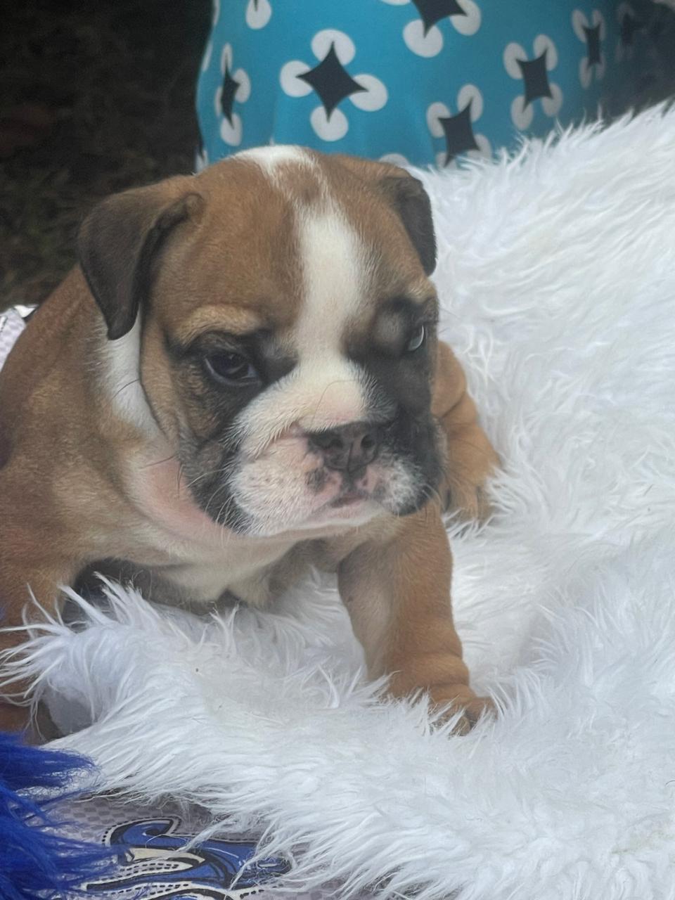 Bulldog Inglés hembra a la venta Foto 7241783-3.jpg