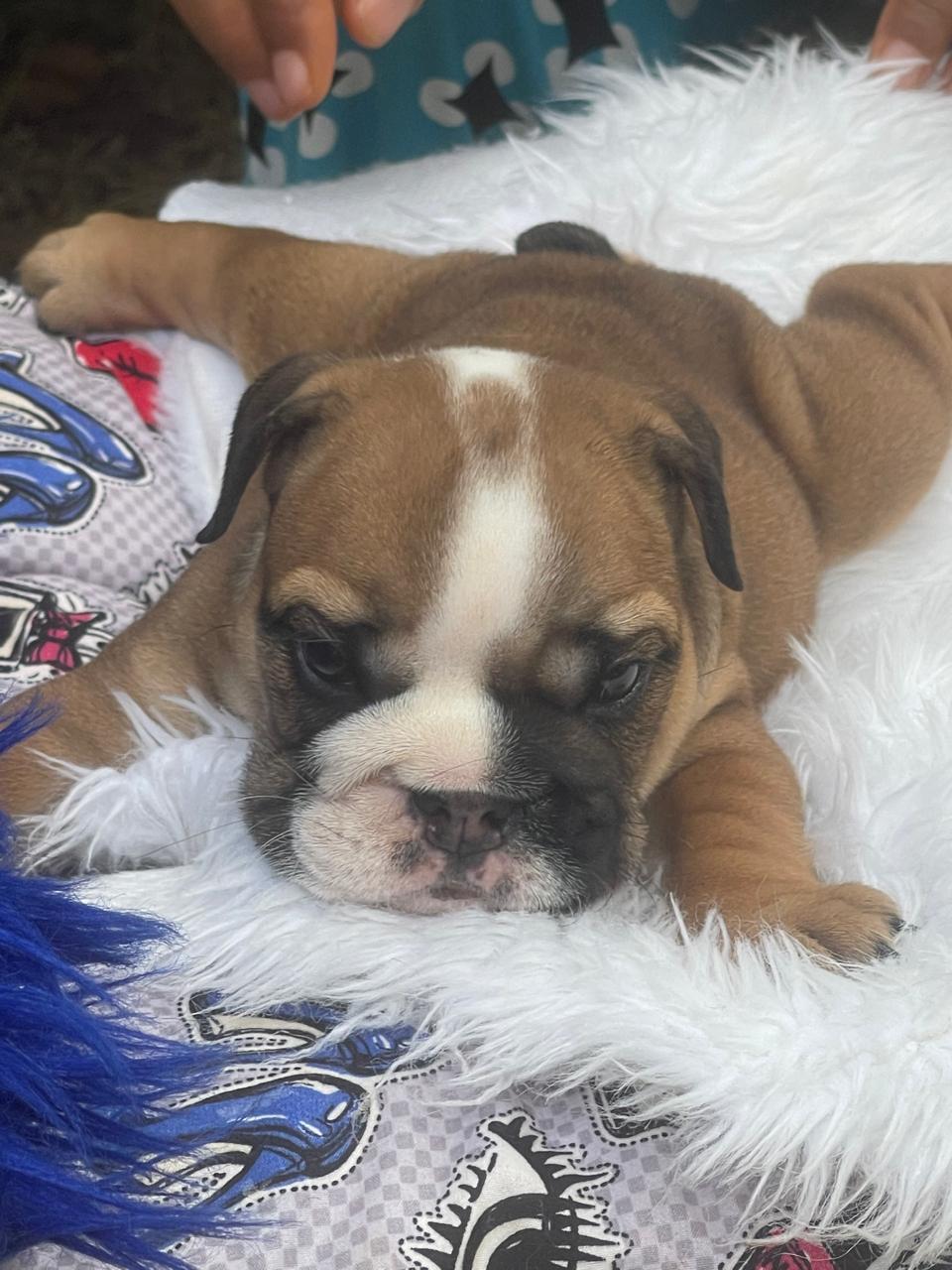 Bulldog Inglés hembra a la venta Foto 7241783-4.jpg