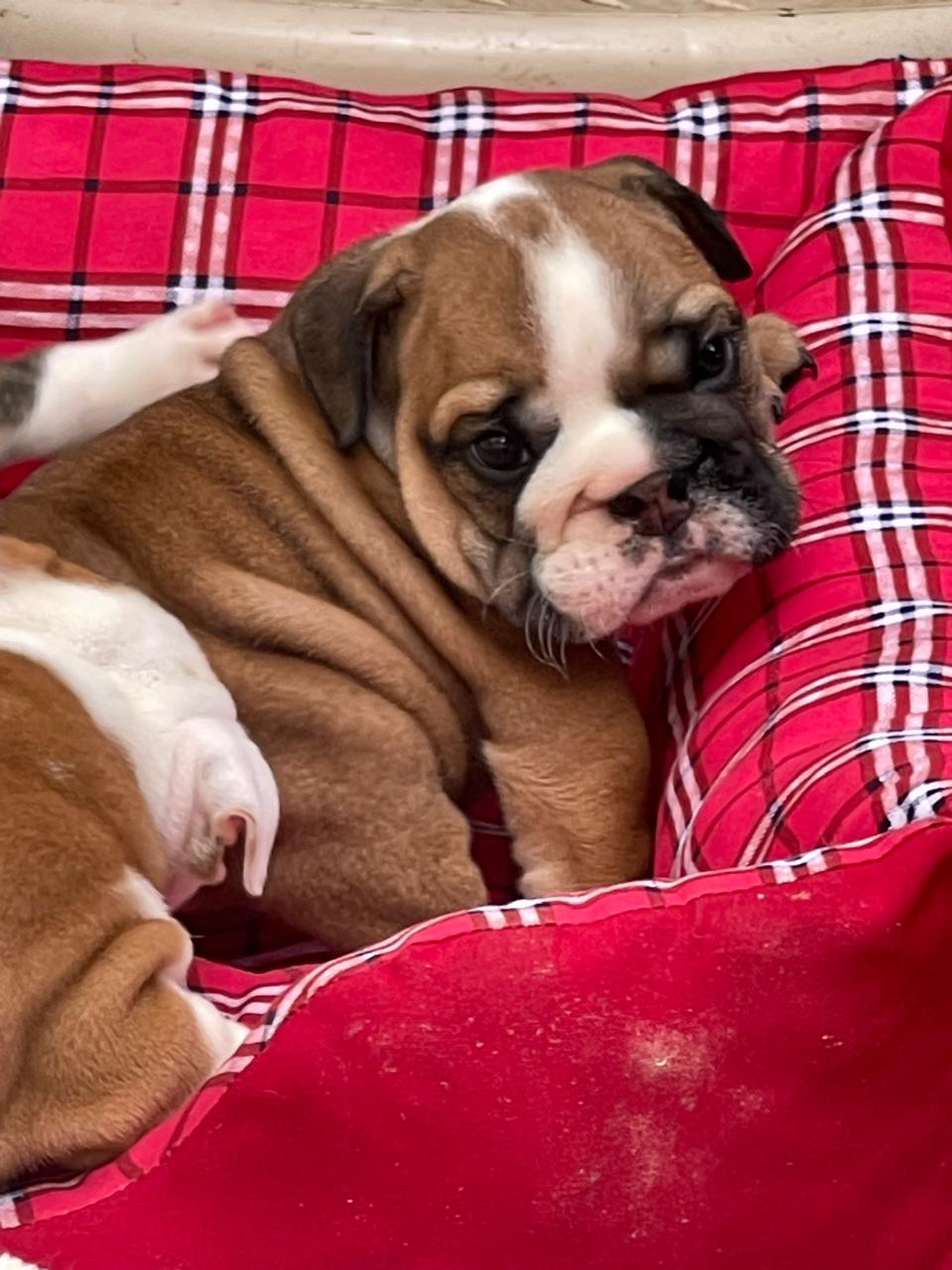 Bulldog Inglés hembra a la venta Foto 7241783-5.jpg