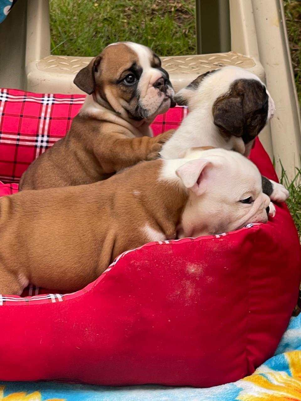 Bulldog Inglés hembra a la venta Foto 7241783-6.jpg