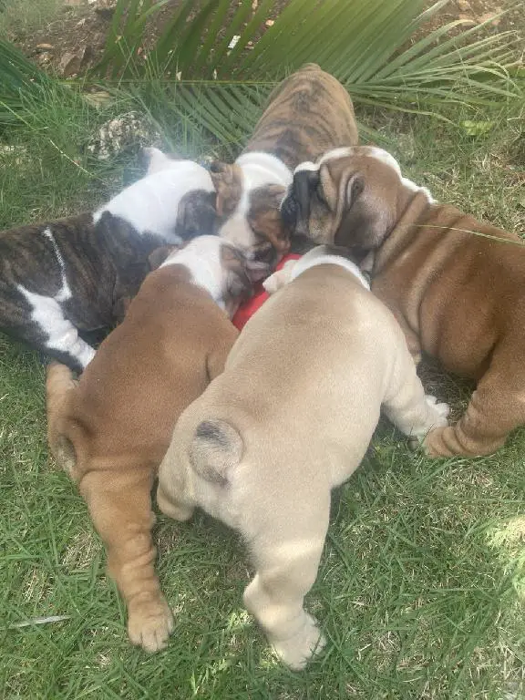 Bulldog Inglés hembra a la venta Foto 7241783-7.jpg