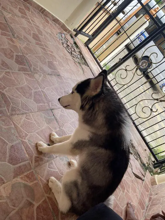 Vendo Husky siberiano Foto 7246831-1.jpg