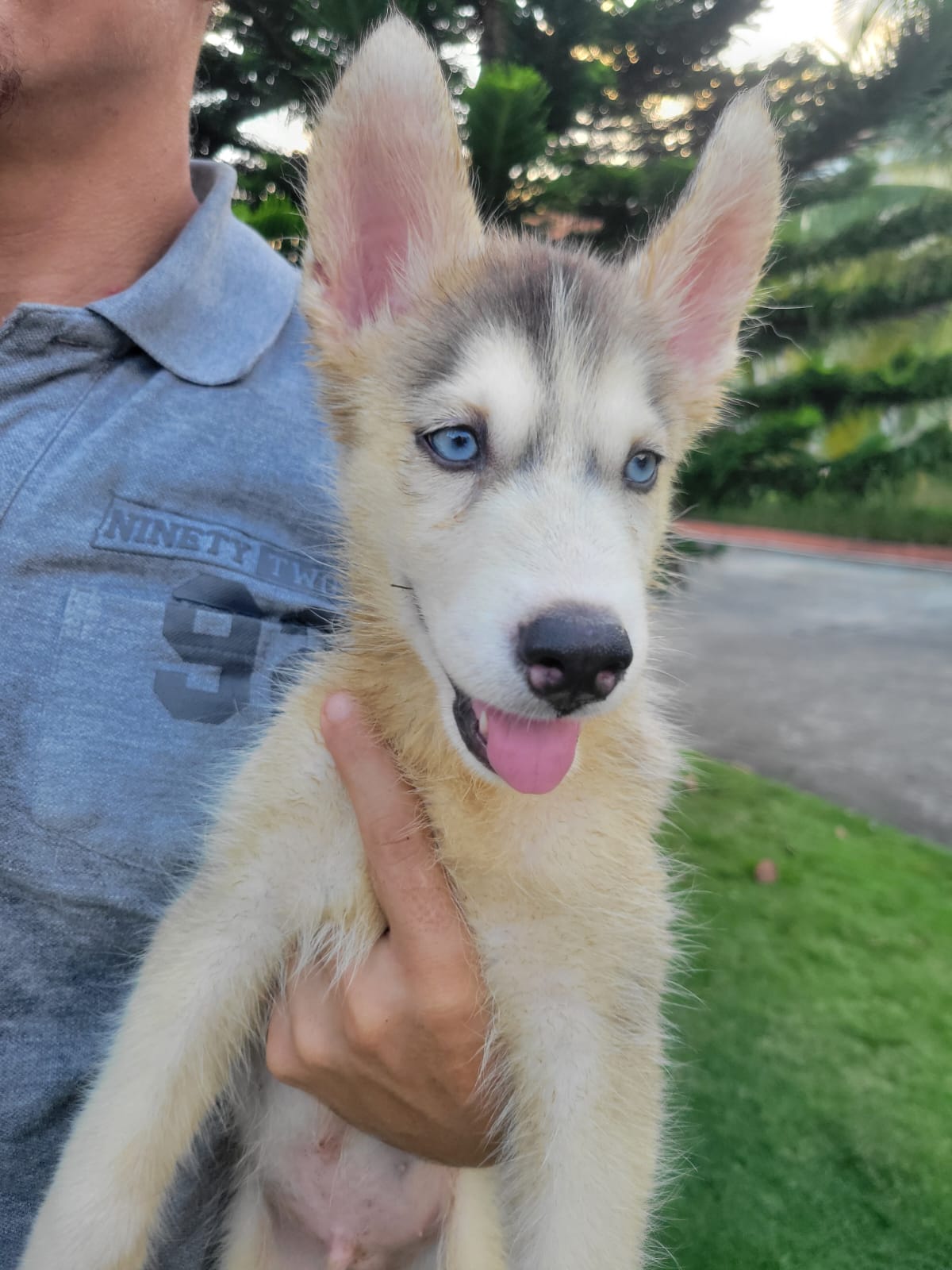 Cachorros Huskies Husky Siberiano puppies Foto 7247087-3.jpg