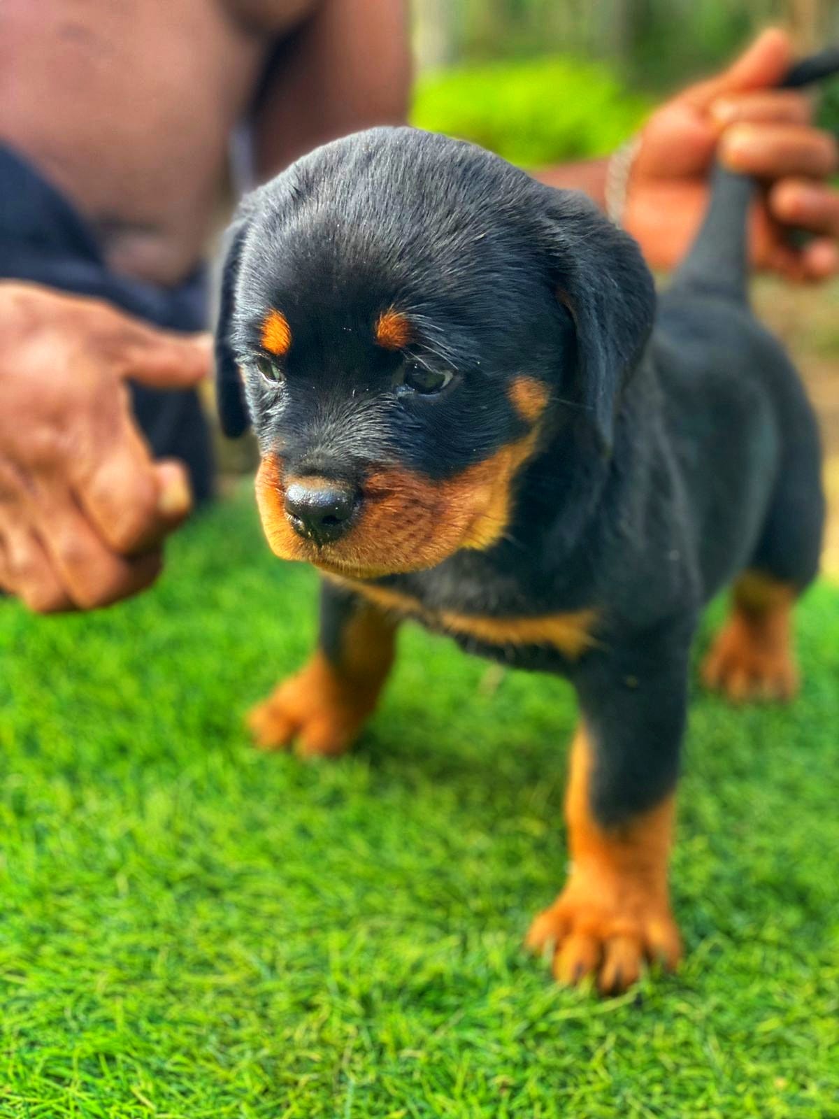 Rottweiler Con Pedigree Ambos Sexos  Foto 7255192-6.jpg