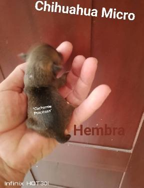 Chihuahua Mini/Toy Enanos disponibles  Foto 7255938-124210.jpg