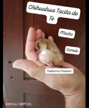 Chihuahua Mini/Toy Enanos disponibles  Foto 7255938-124211.jpg
