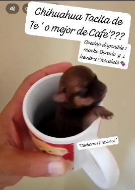 Chihuahua Mini/Toy Enanos disponibles  Foto 7255938-124212.jpg