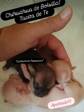 Chihuahua Mini/Toy Enanos disponibles  Foto 7255938-124214.jpg
