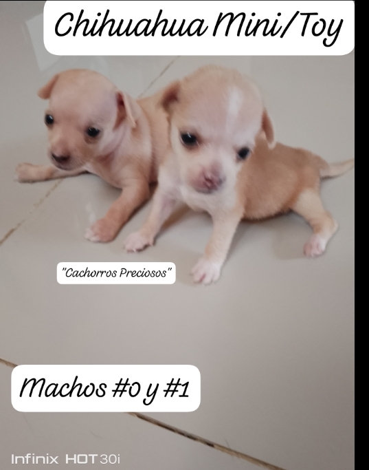 Chihuahua Mini/Toy Enanos disponibles  Foto 7255938-124215.jpg