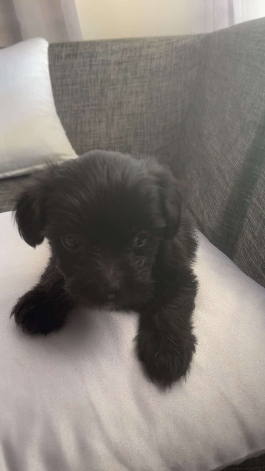 Cachorro Shih Poo Foto 7256391-4.jpg