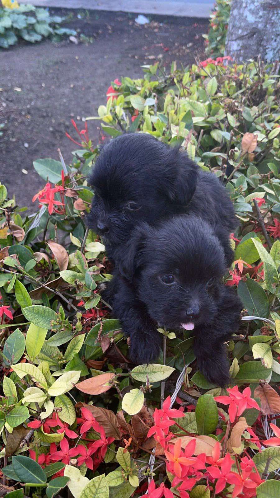 Cachorro Shih Poo Foto 7256391-5.jpg