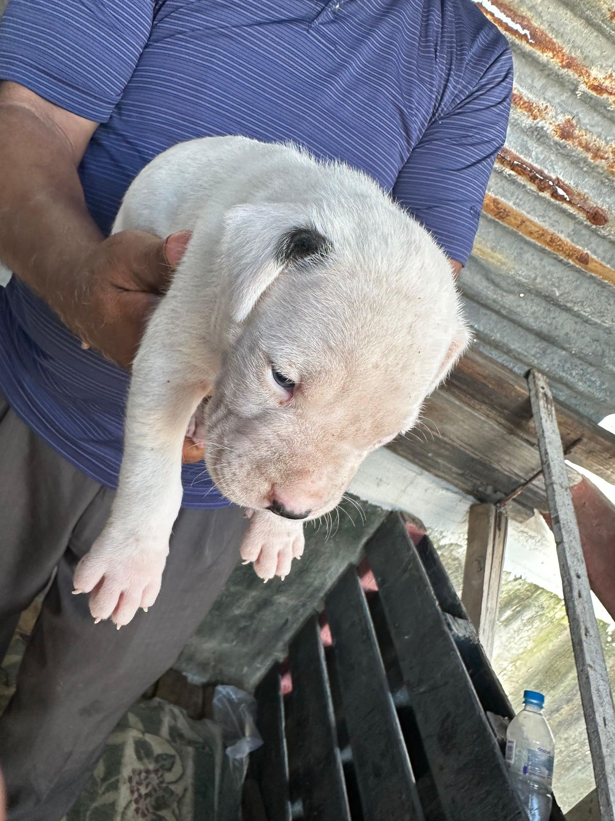 Dogo Argentino Ambos Sexos  Foto 7257217-2.jpg
