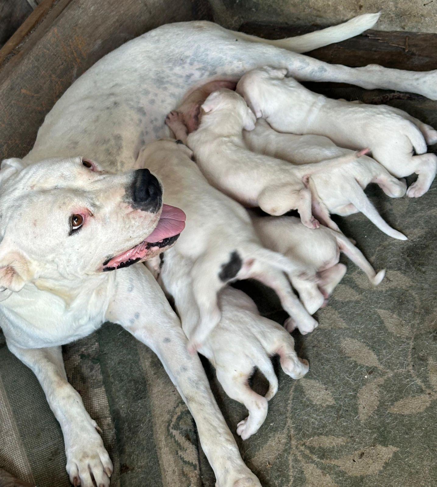 Dogo Argentino Ambos Sexos  Foto 7257217-3.jpg