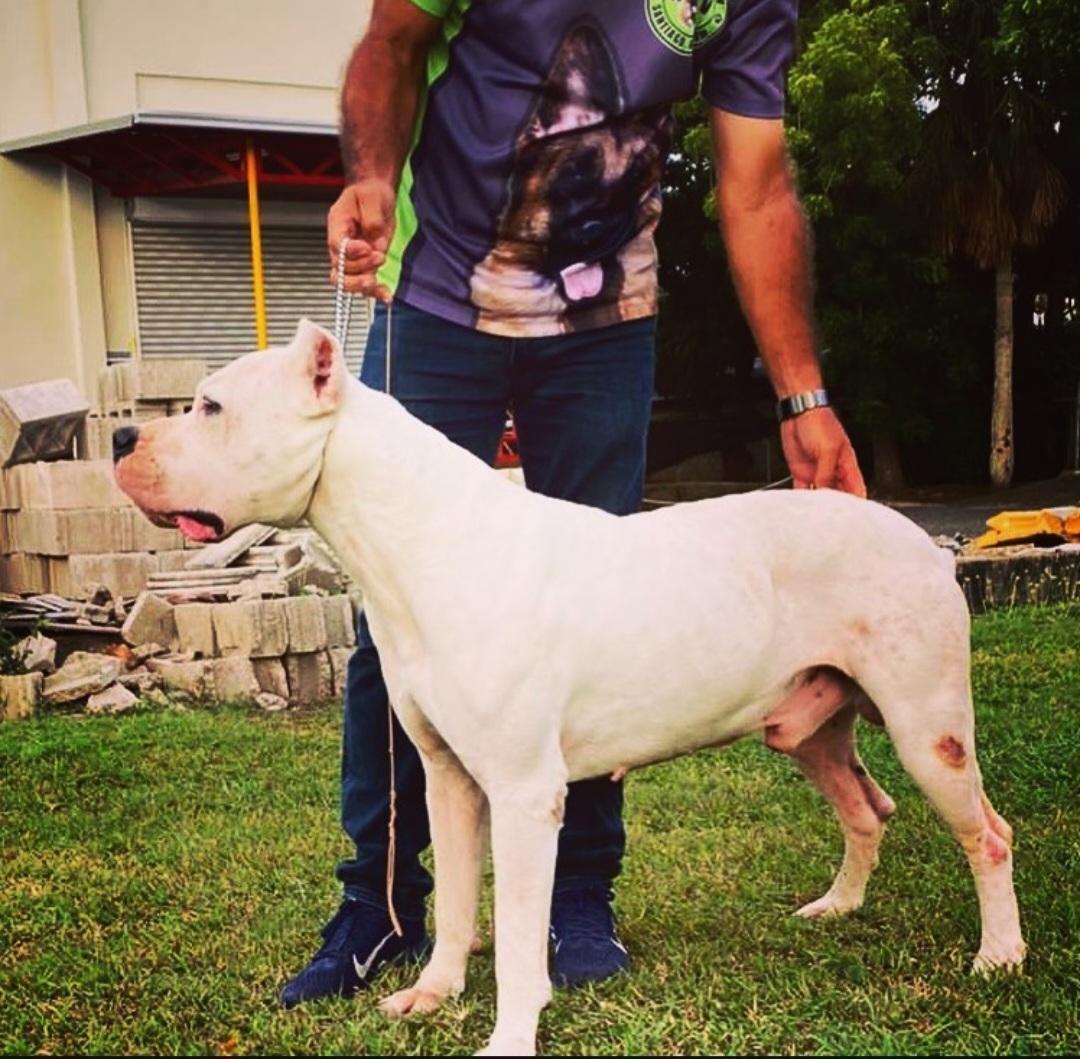CACHORROS Dogo argentino Foto 7260300-4.jpg