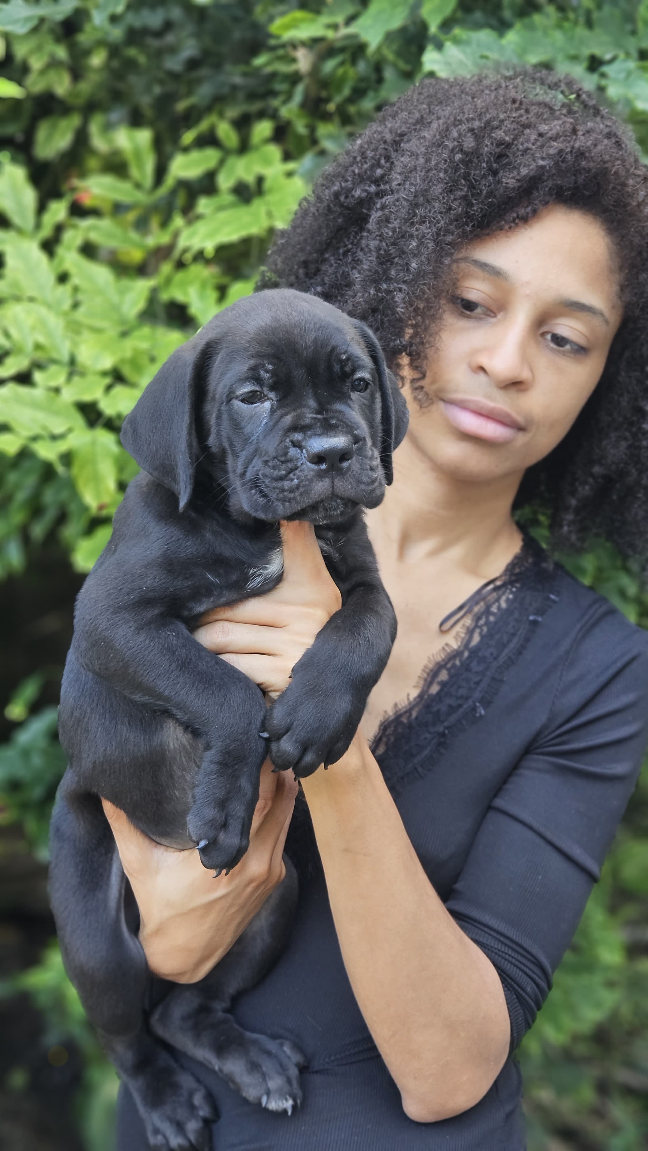 Cane Corso con Pedigree Internacional Foto 7261197-10.jpg