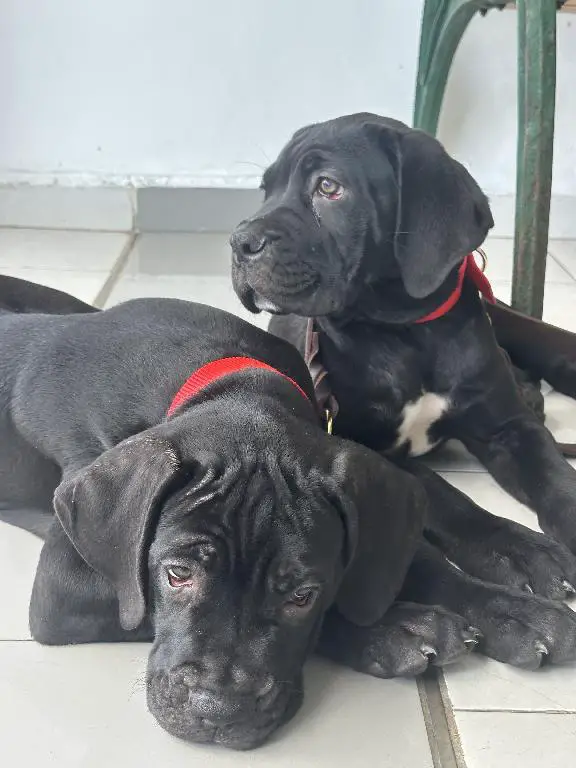 Cane Corso con Pedigree Internacional Foto 7261197-13.jpg