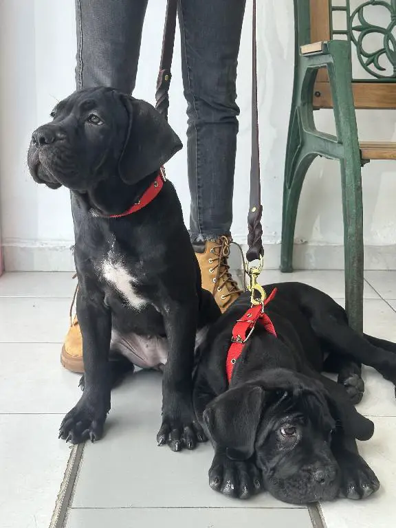 Cane Corso con Pedigree Internacional Foto 7261197-14.jpg
