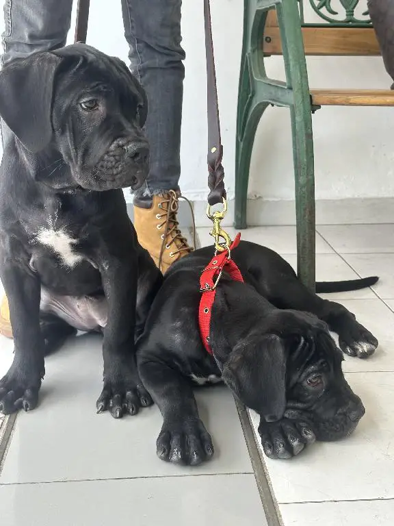 Cane Corso con Pedigree Internacional Foto 7261197-15.jpg