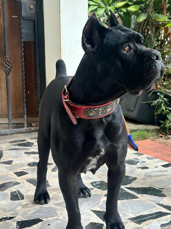 Cane Corso con Pedigree Internacional Foto 7261197-19.jpg