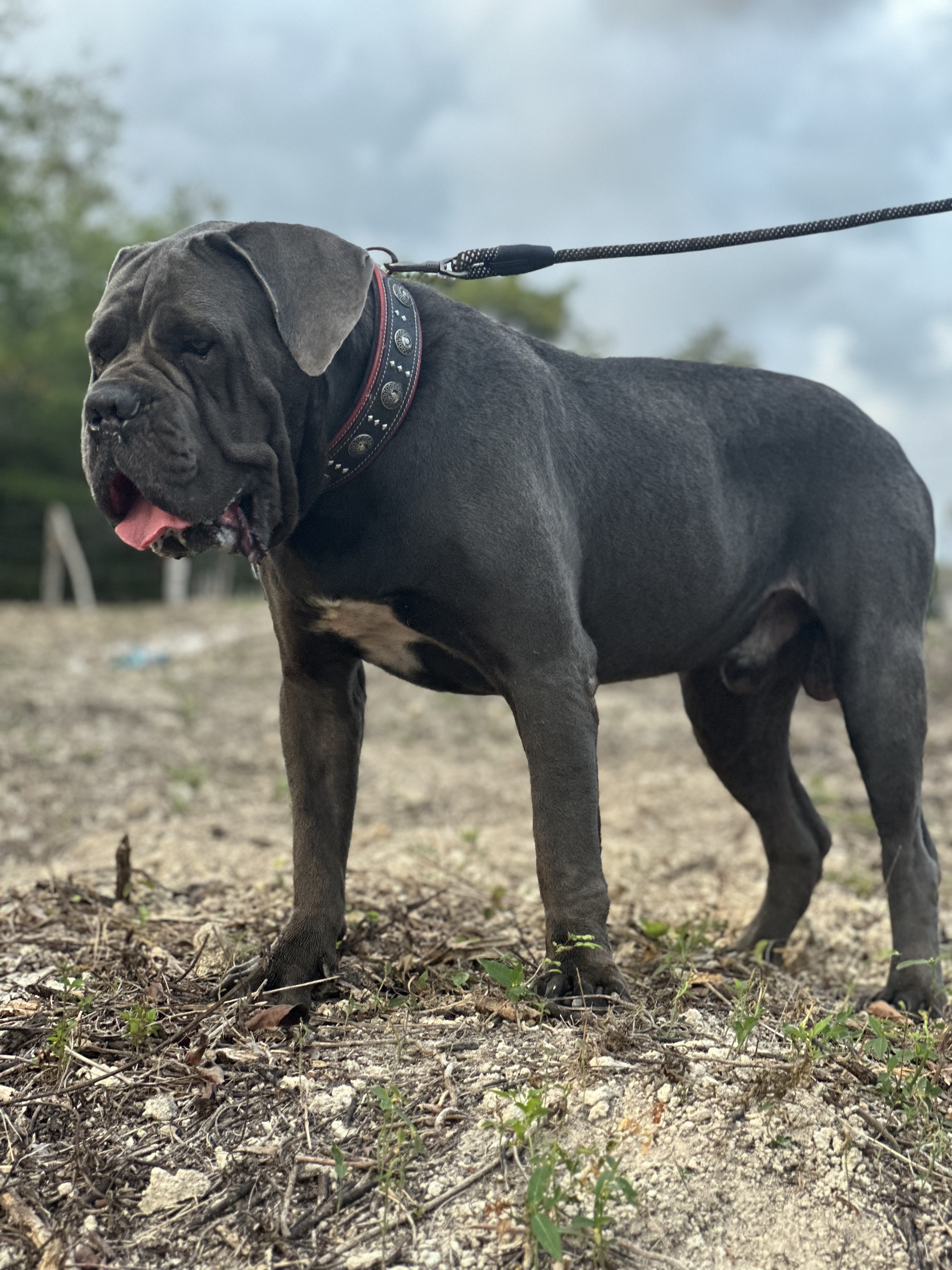 Cane Corso con Pedigree Internacional Foto 7261197-20.jpg