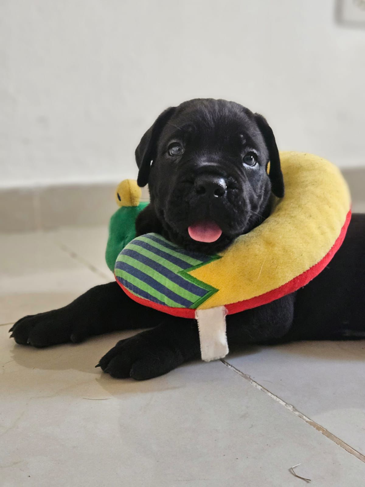 Cane Corso con Pedigree Internacional Foto 7261197-21.jpg