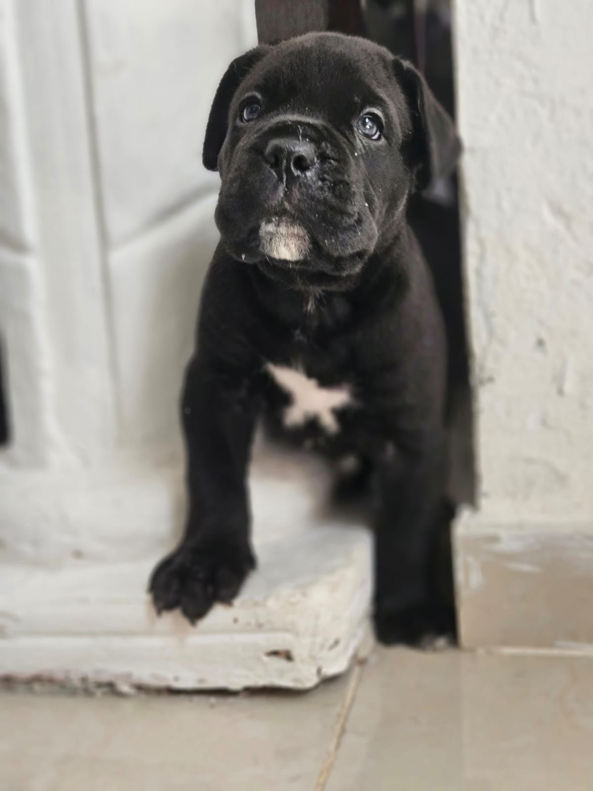 Cane Corso con Pedigree Internacional Foto 7261197-22.jpg