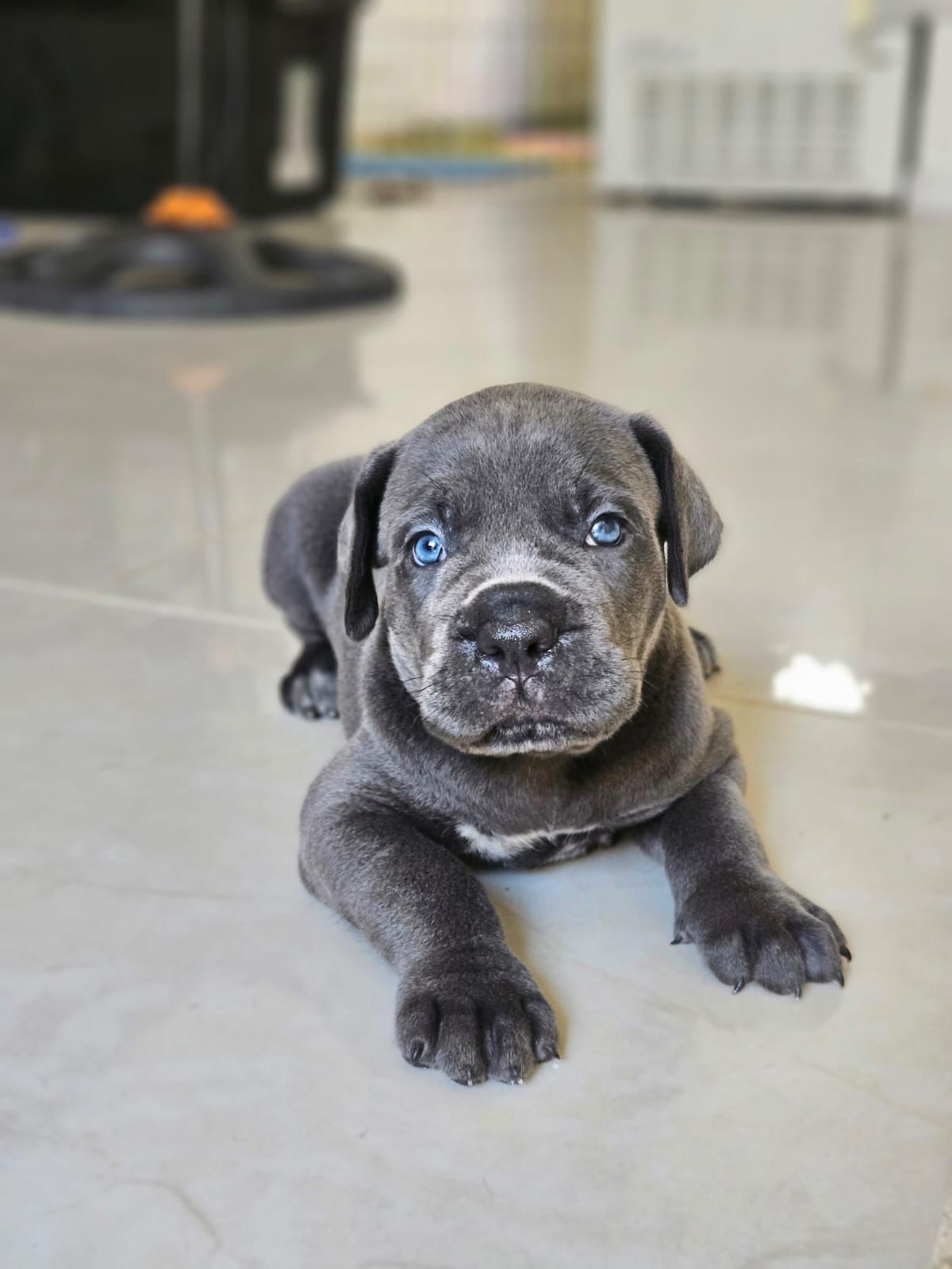 Cane Corso con Pedigree Internacional Foto 7261197-23.jpg