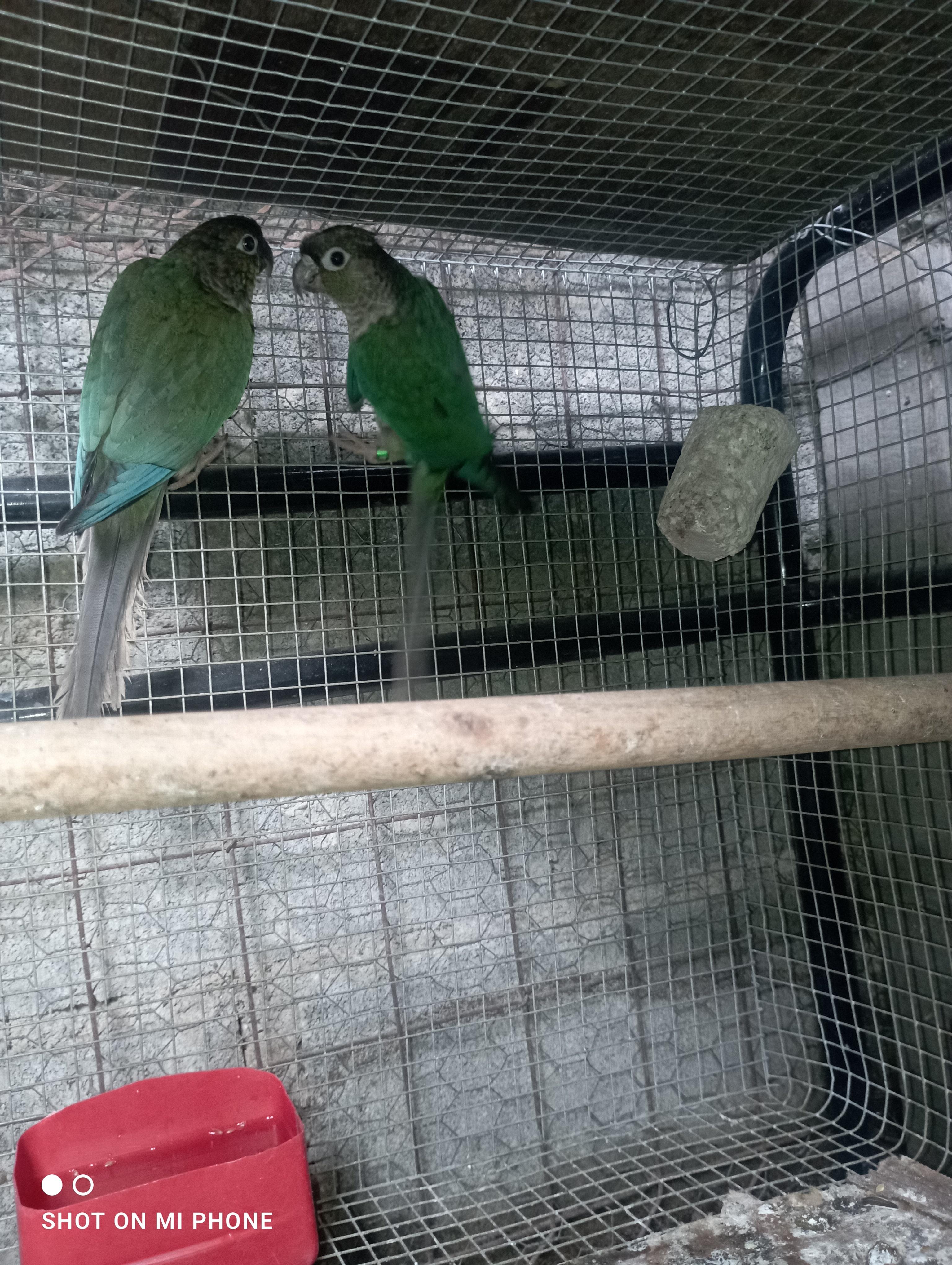 Pareja de pirulas azules sexadas por ADN  Foto 7261205-7.jpg
