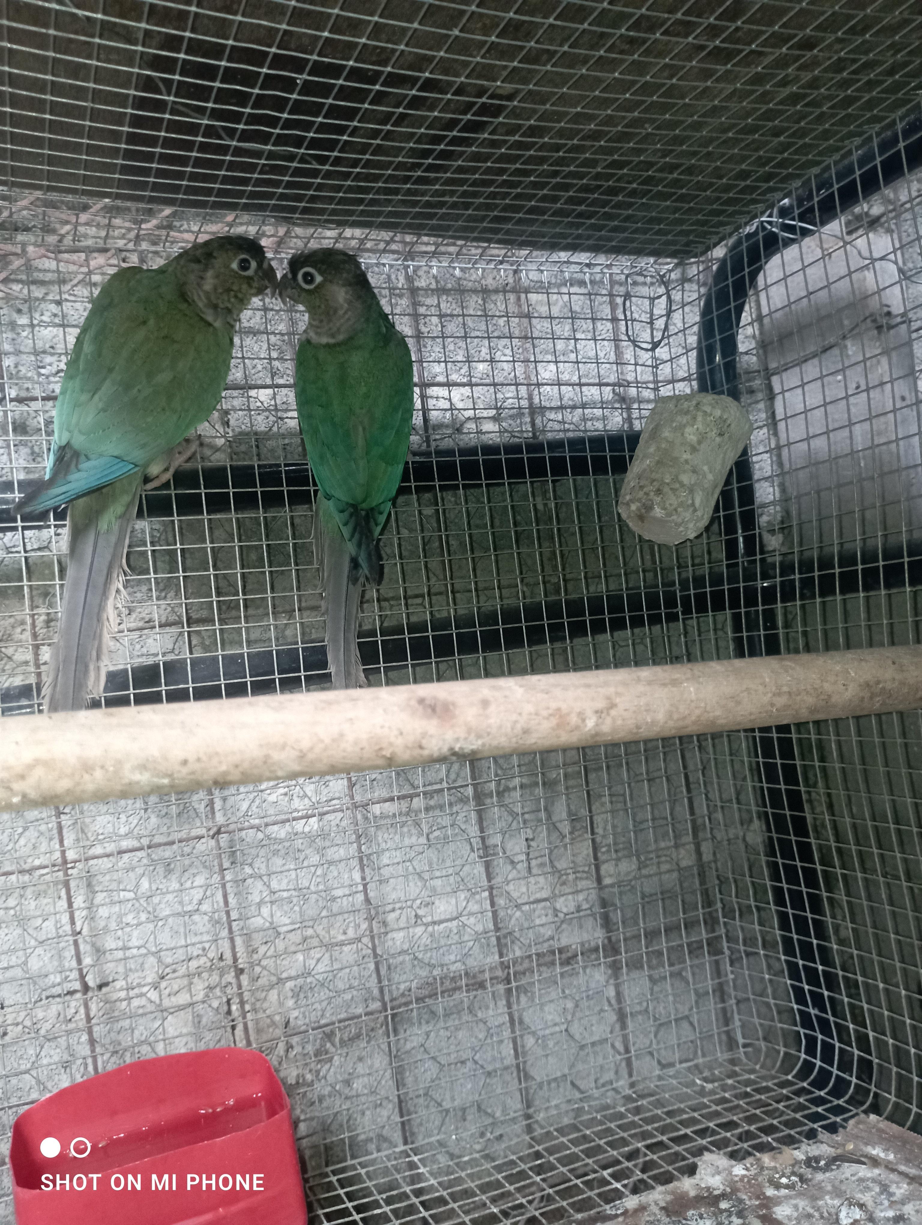 Pareja de pirulas azules sexadas por ADN  Foto 7261205-8.jpg