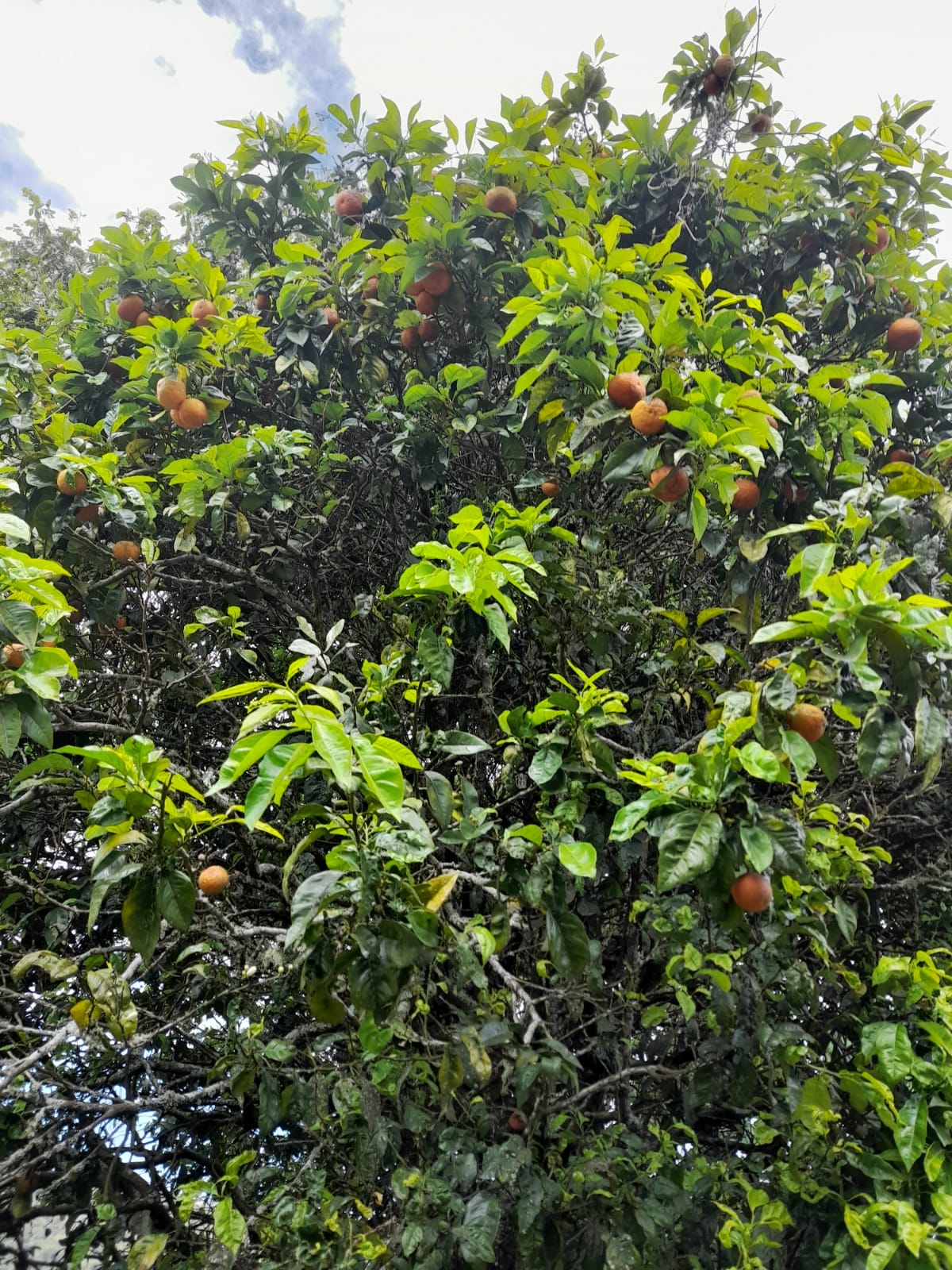 Finca de 11758 tareas sembradas de café y limón persas en Jarabacoa    Foto 7266079-9.jpg
